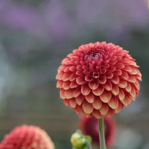 Dahlia, Brown Sugar