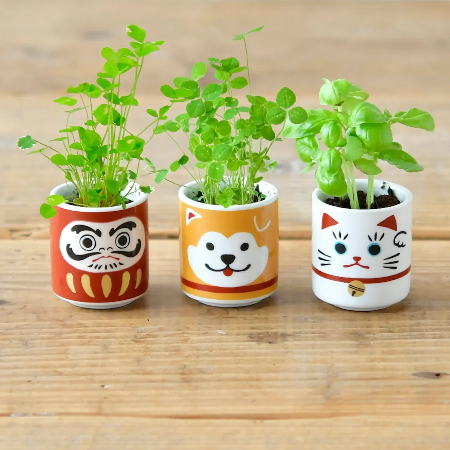 Lucky Plant - Hachi Dog (White Clover)