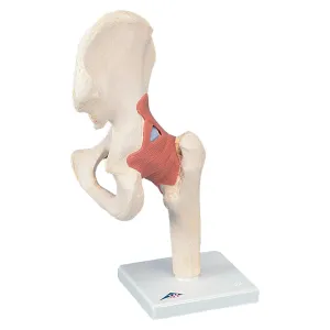 SJ811  Advanced Functional Hip Joint