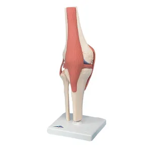 SJ821 Advanced Functional Knee Joint