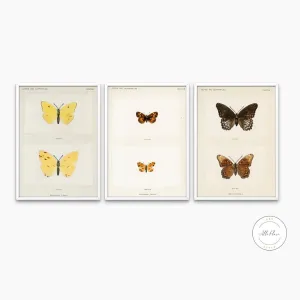 Vintage Butterfly Wall Art Print Set Of 3 PRINTABLE ART, Insect Art Print, Butterfly Illustration Wall Art, Biology Poster, Vintage Decor